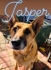 pub dog jasper