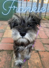 pub dog frankie