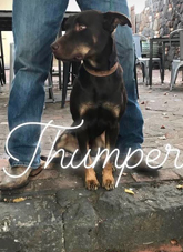 pub dog thumper