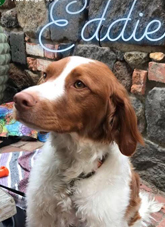 pub dog eddie