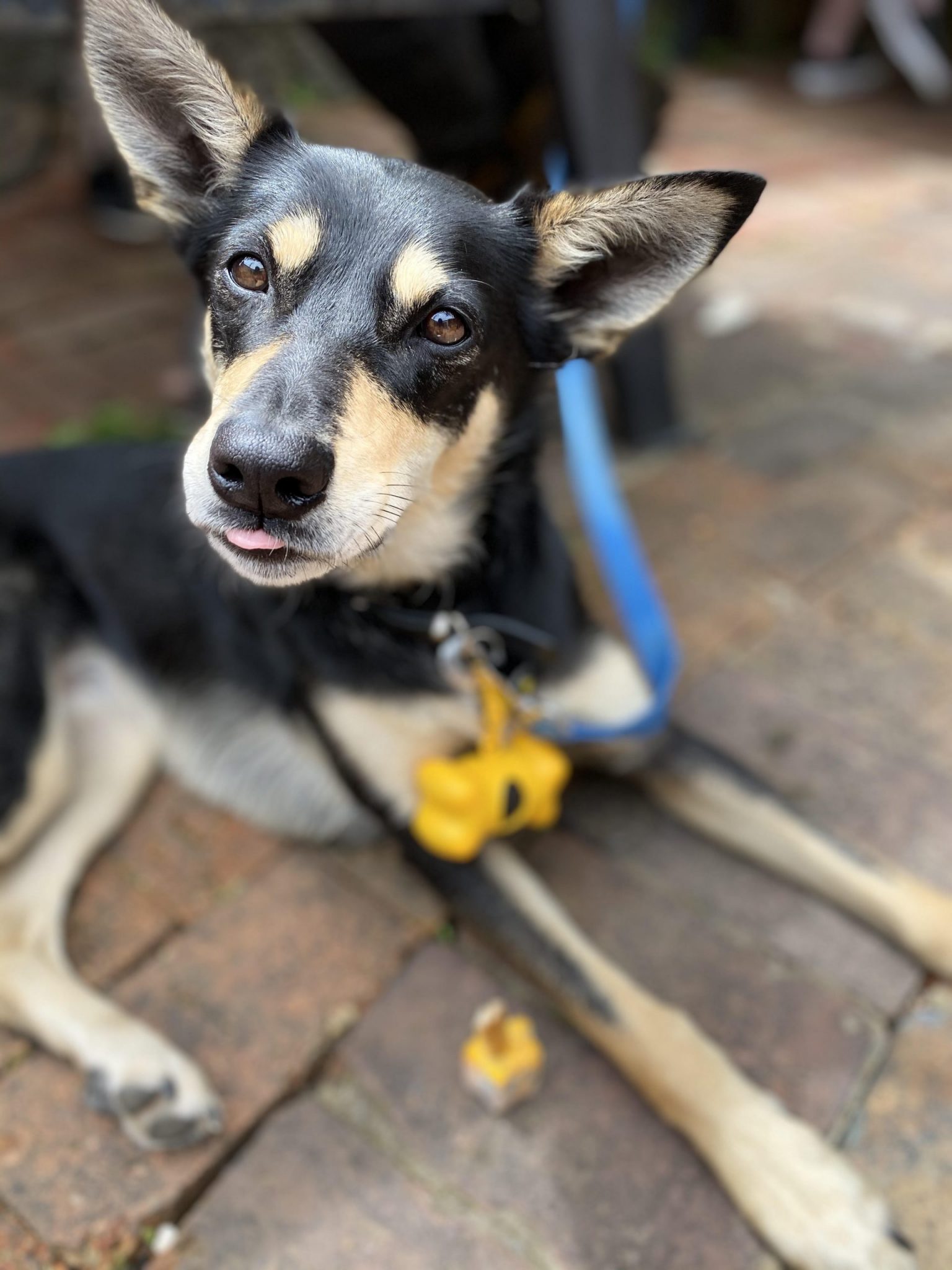 Pub Dog Menu